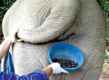 kopi kotoran gajah thailand